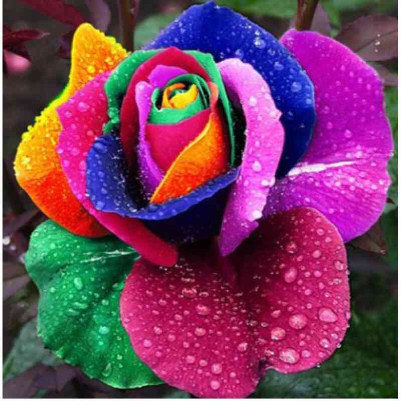 Flerfarvet rose - Diamond Paint