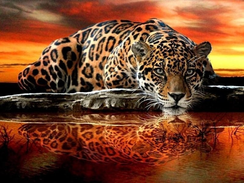 Diamond Painting - Leopard ved vand thumbnail