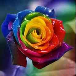 Rose i mange farver - Diamond Paint