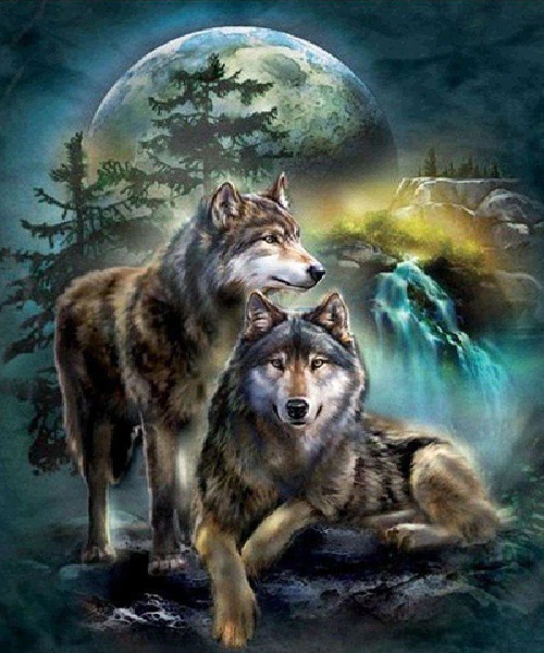 To ulve foran måne og grantræer