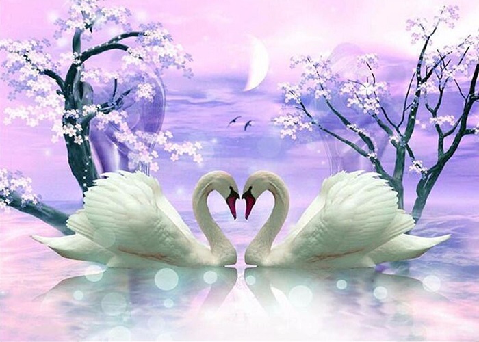 Billede af 2 svaner danner hjerte