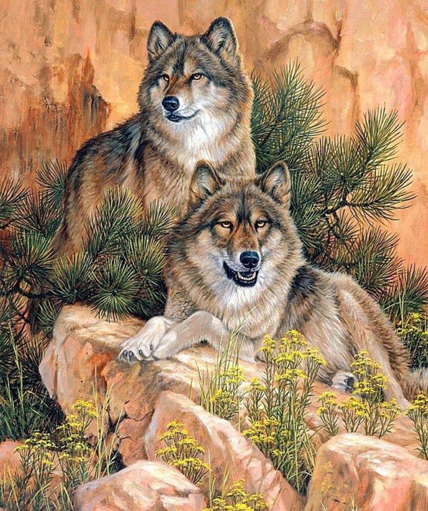 Billede af 2 ulve på sten