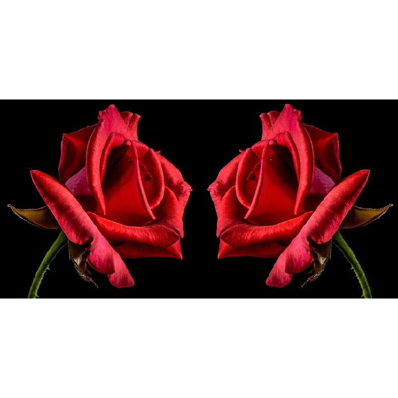 2 røde roser i diamond paint