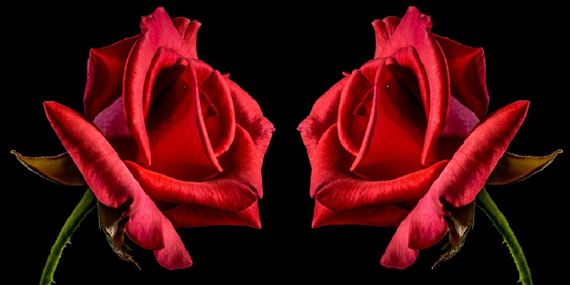 Billede af 2 røde roser - Restsalg