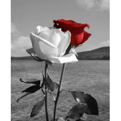 Sort og hvid rose på stilk i diamond paint