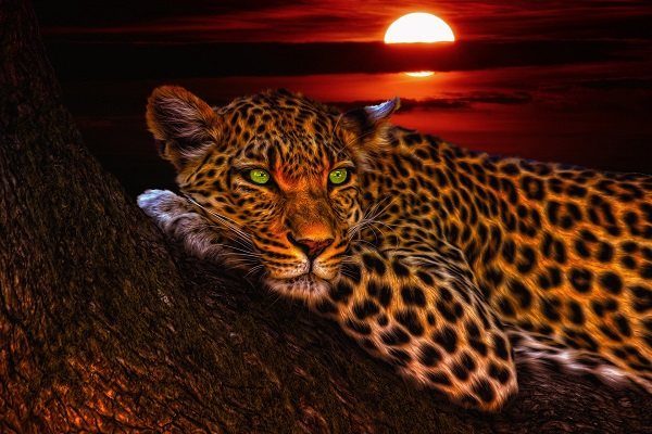 Diamond Painting - Leopard ved solnedgang thumbnail