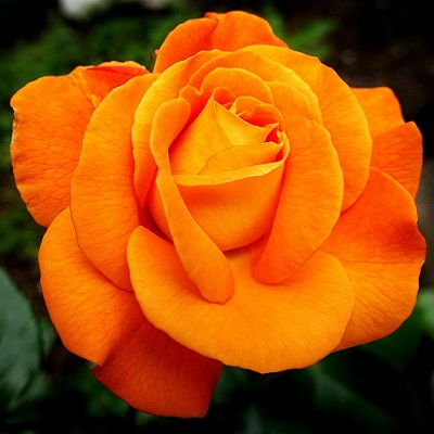 Diamond Painting - LAGERSALG - Lys orange rose - Restvare thumbnail