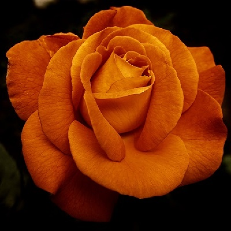 Mørk orange rose i diamond paint