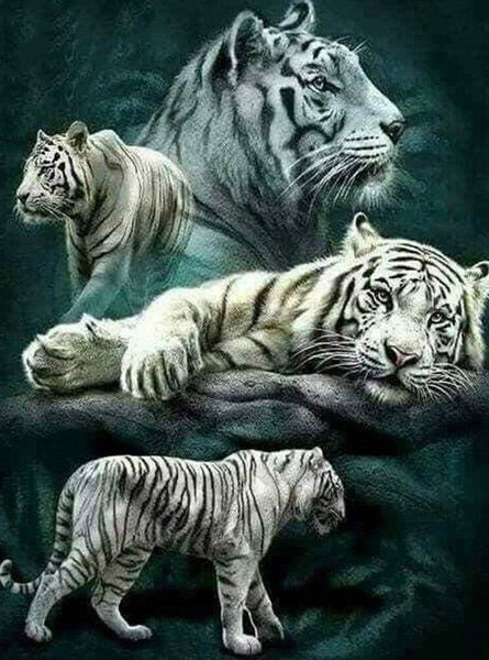 Diamond Painting - Flot hvid tiger thumbnail