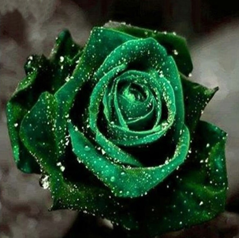 Grøn rose med vanddråber thumbnail