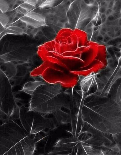 Diamond Painting - Rød rose med sort-hvid baggrund thumbnail