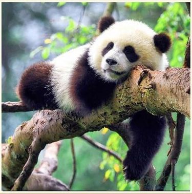 Panda på gren