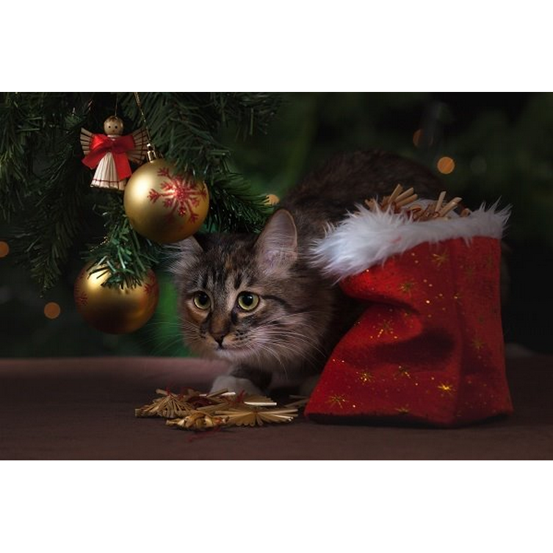 Kat under juletræ