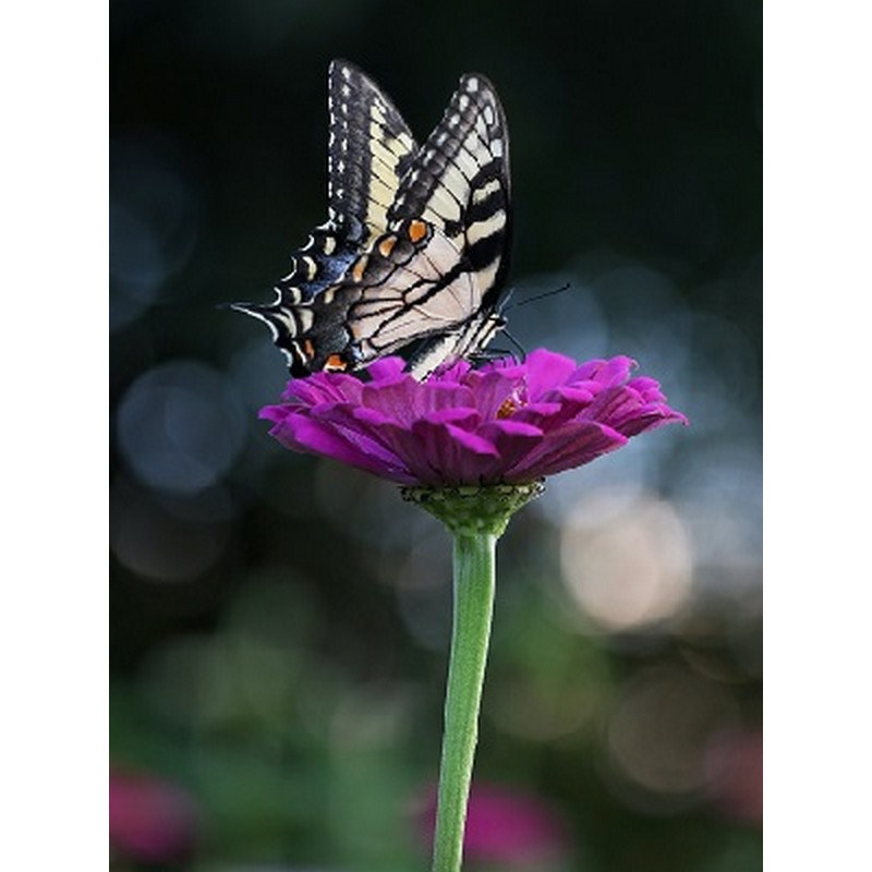 Diamond Painting - Sommerfugl på blomst thumbnail