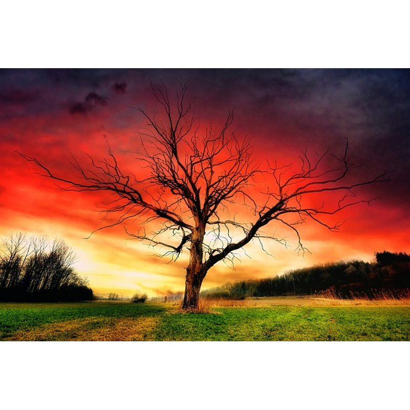 Træ med farverig baggrund