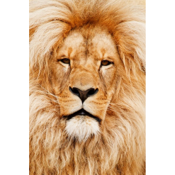 Flot løvehoved i diamond paint