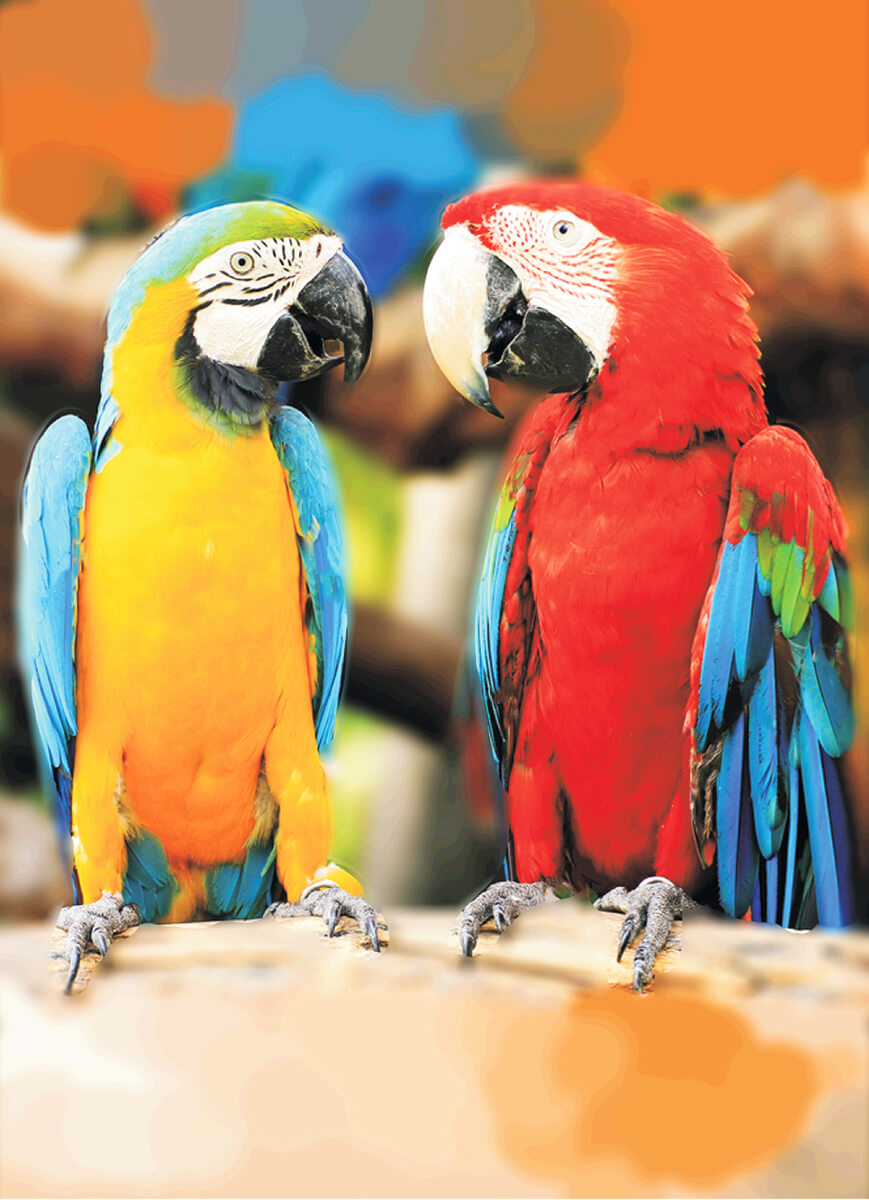 Diamond Painting - 2 farverige papegøjer - på ramme thumbnail