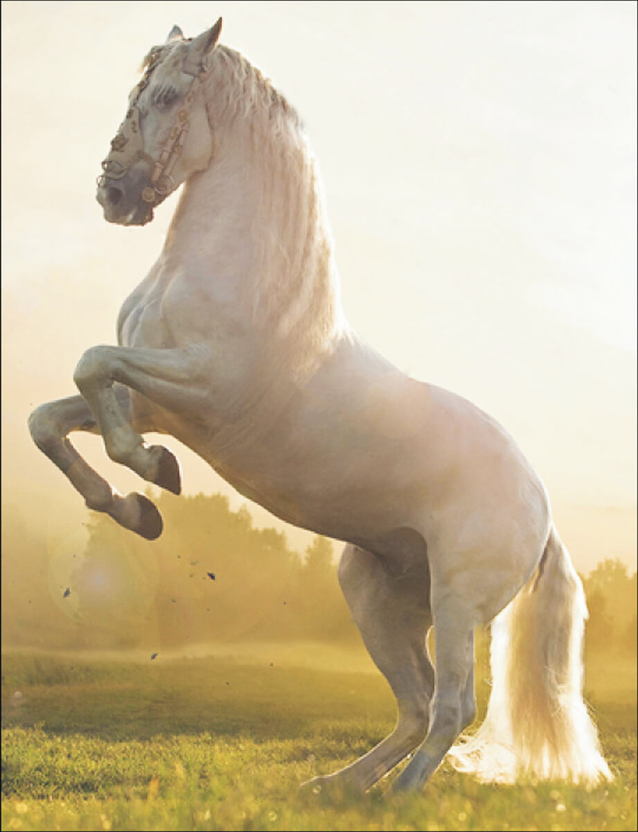 Diamond Painting - Hvid hest stejler - på ramme thumbnail