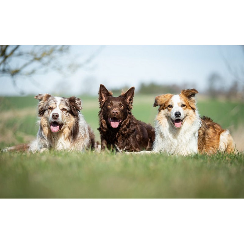 3 hunde på græs thumbnail