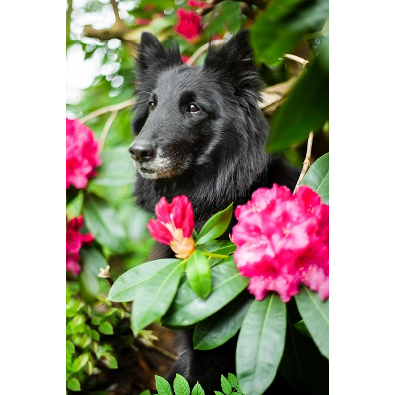 Hund bag blomster thumbnail