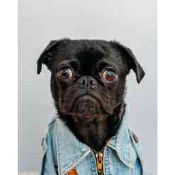 Stirrende hund i diamond paint