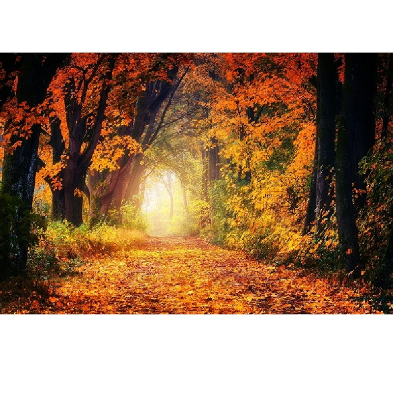 Farverig efterårsskov