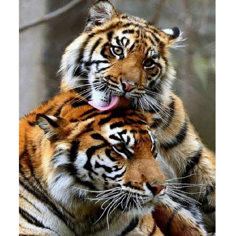 Er du vild med tigre, så er vores Diamond Art billede "Tiger Tenderness" lige noget for dig. Dette unikke kunstværk fanger øjeblikket, hvor to majestætiske tigre deler et ømt øjeblik.
