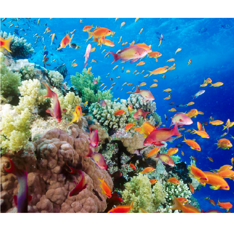 Farverige fisk ved koralrev