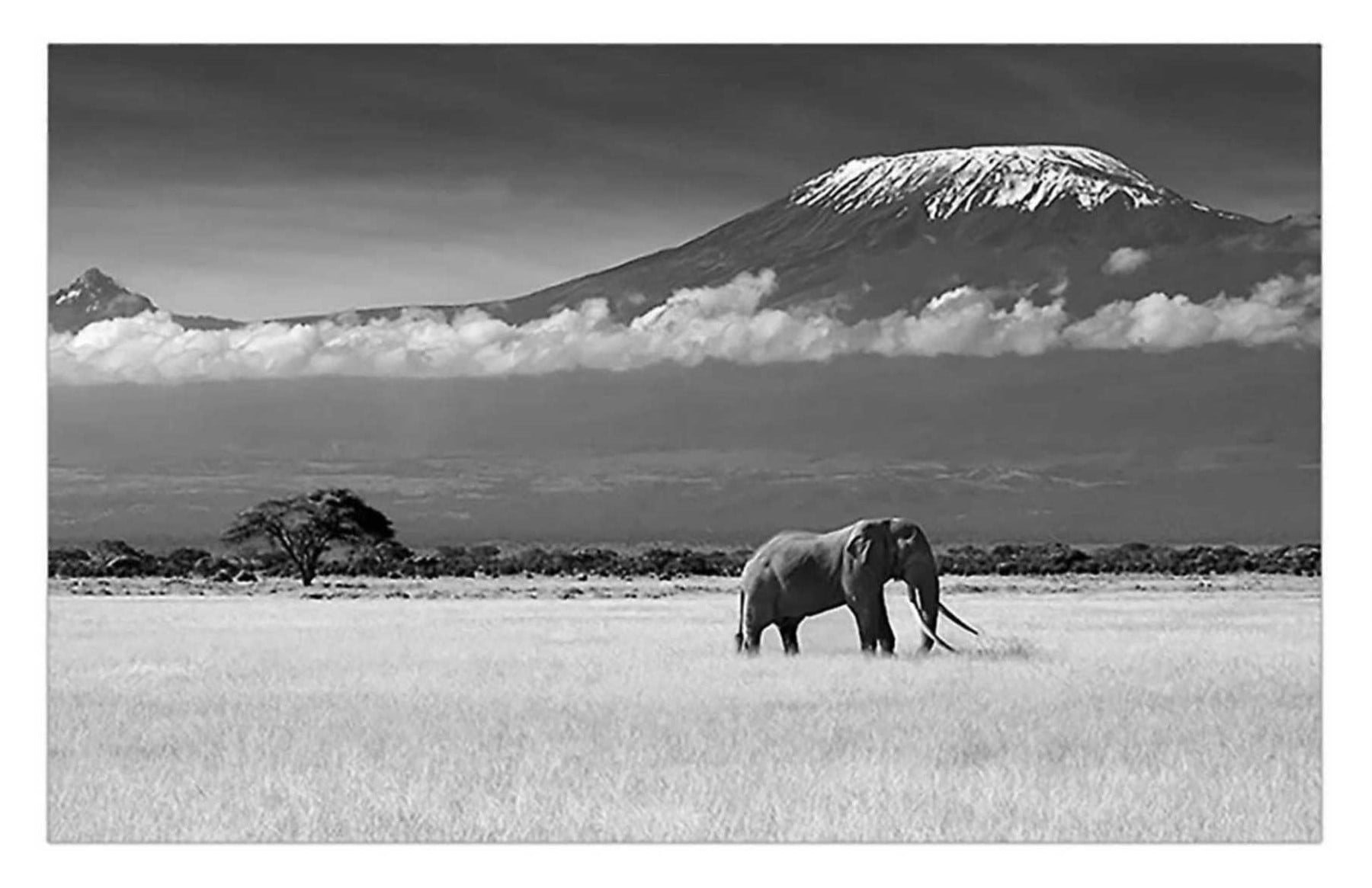 Diamond Painting - Elefant på savannen - Outlet